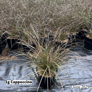 June 2025 1g Cappuccino Group for Website